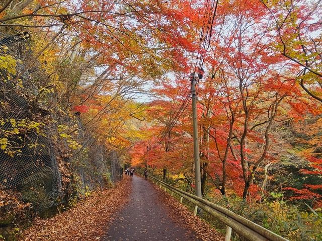 The foliage at Hananuki Gorge
