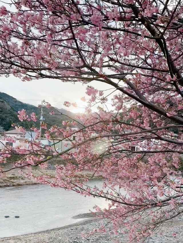 伊豆🇯🇵河津櫻· 最早的櫻花！🌸千萬不能錯過！