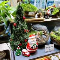 Naug Just Plants Hydroponic Houseplants