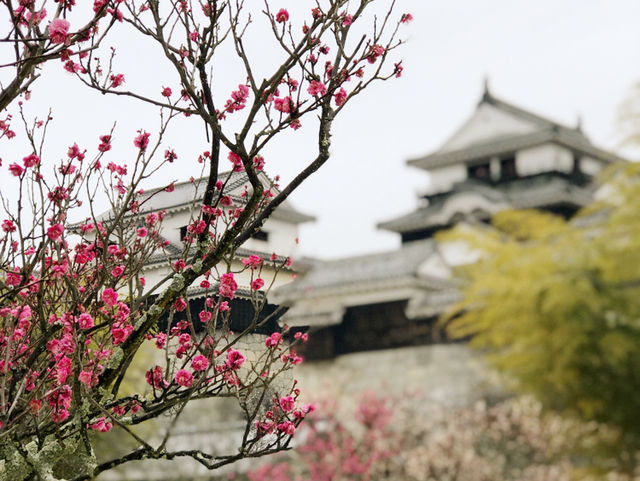 🏯四國愛媛松山城：江戶歷史、花海襯古城🏯