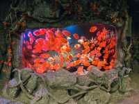 ท่องเที่ยวกับโลกใต้ท้องทะเล Underwater World ญาจาง