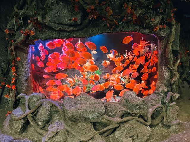 ท่องเที่ยวกับโลกใต้ท้องทะเล Underwater World ญาจาง