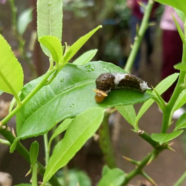 MSU Butterfly Garden