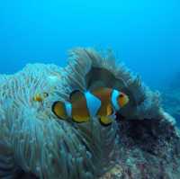 【タイ】エメラルドグリーンの離島に感動♡