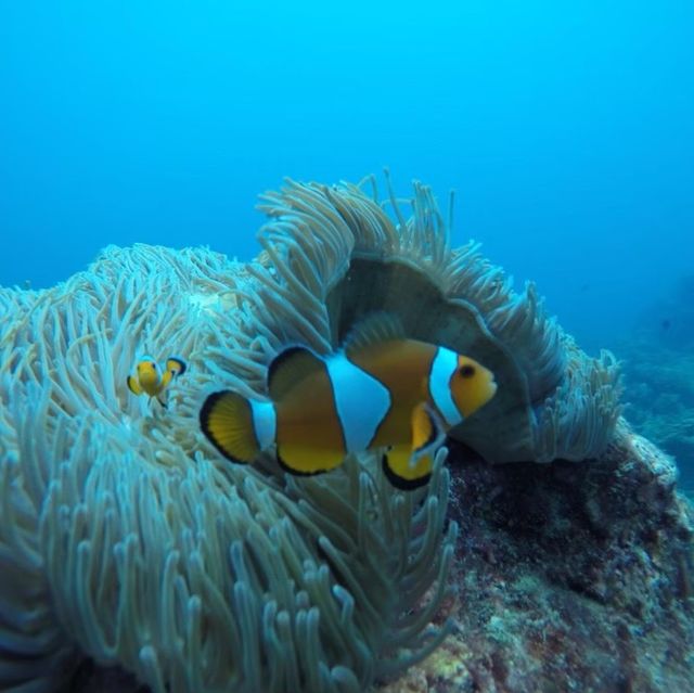 【タイ】エメラルドグリーンの離島に感動♡