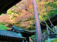 เที่ยวใบไม้เปลี่ยนสี เกียวโต วัดเอกันโดเซ็นริน ⛩️🍁