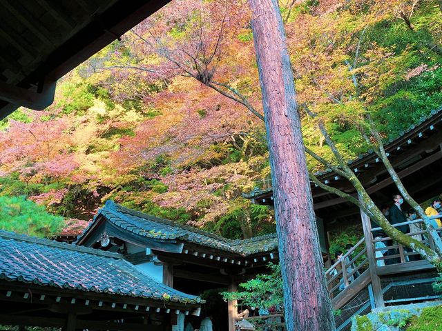 เที่ยวใบไม้เปลี่ยนสี เกียวโต วัดเอกันโดเซ็นริน ⛩️🍁