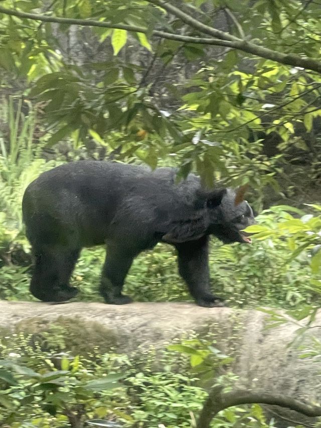 親子好去處👨‍👩‍👧‍👦台北超大動物園🦒🐎🐏🦓🐆