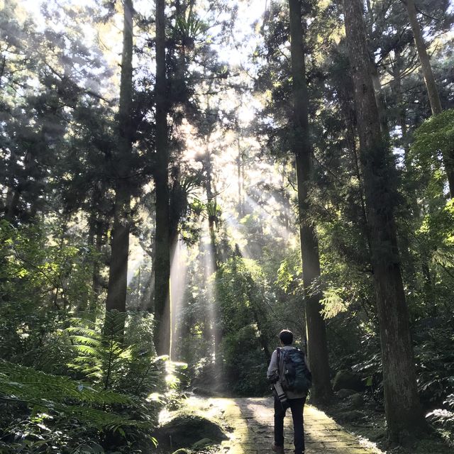 ［南投杉林溪森林］炎夏親子嘅避暑勝地😎