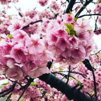 粉嫩優雅河津櫻🌸🌸🌸