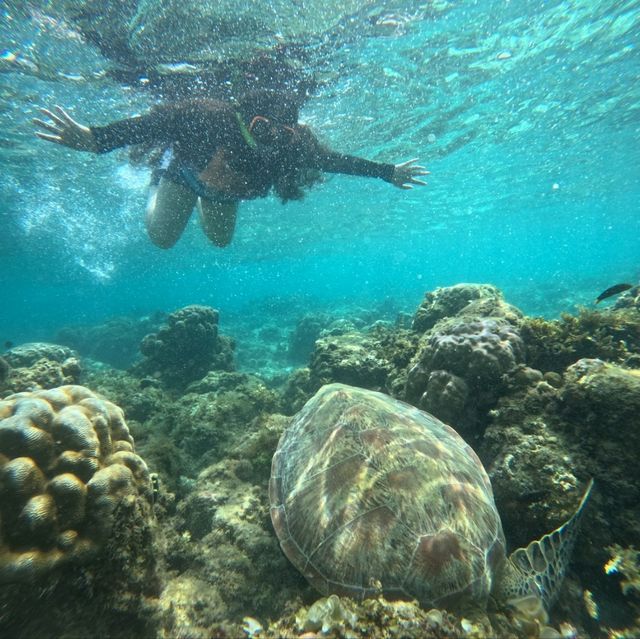 MoalBoal, Cebu sardines and turtle