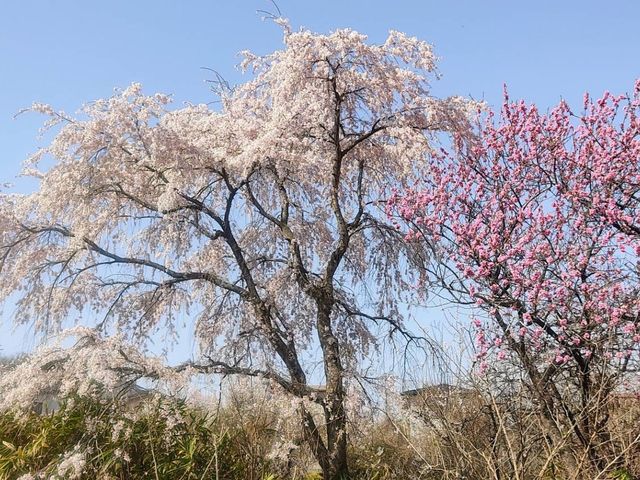 Hanami Yama Sakura season 🌸🌺🌼