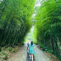 阿里山 隙頂象山 茶林步道