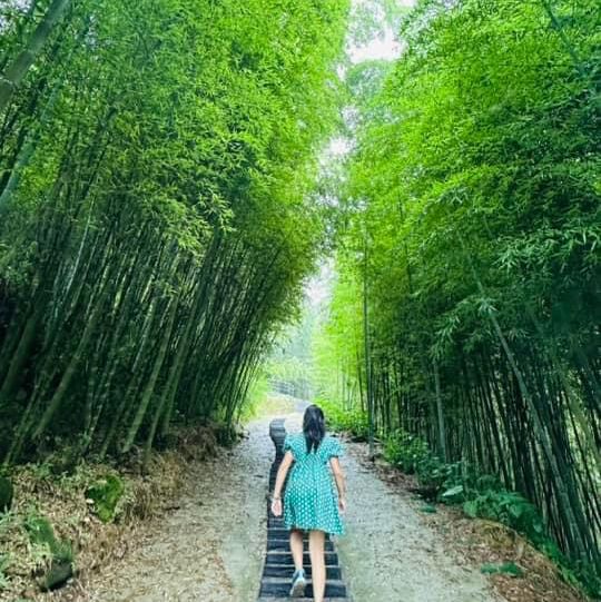 阿里山 隙頂象山 茶林步道
