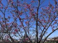 🌸 羅莊櫻花步道：春天賞櫻好去處 🌸