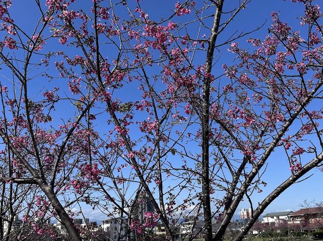 🌸 羅莊櫻花步道：春天賞櫻好去處 🌸