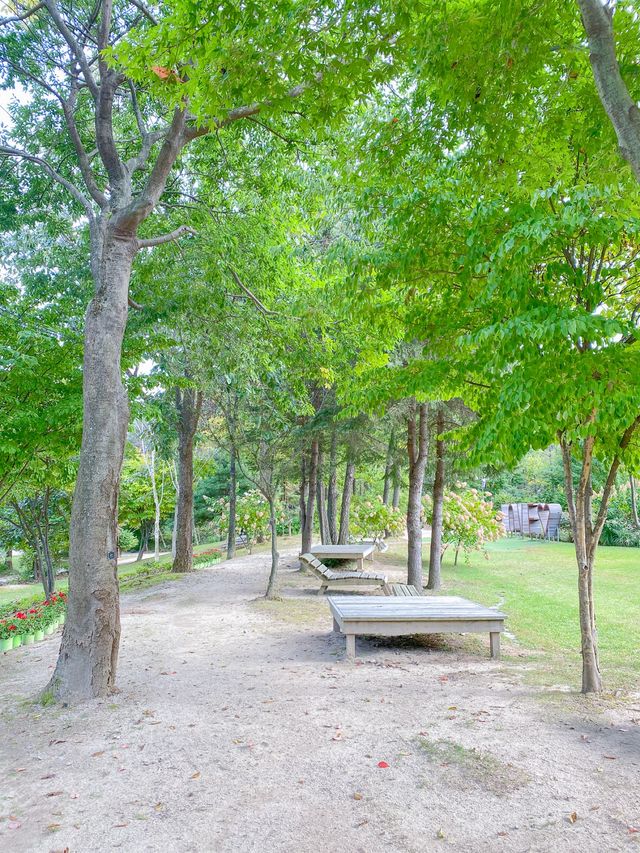 서울 근교 핑크뮬리 명소 🌸평강랜드