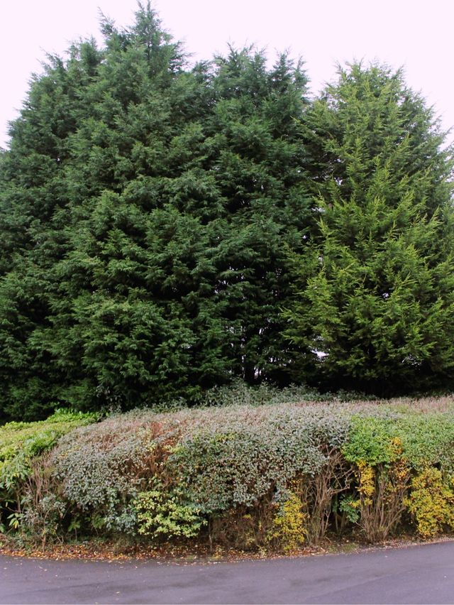 Explore autumn in Belfast , UK