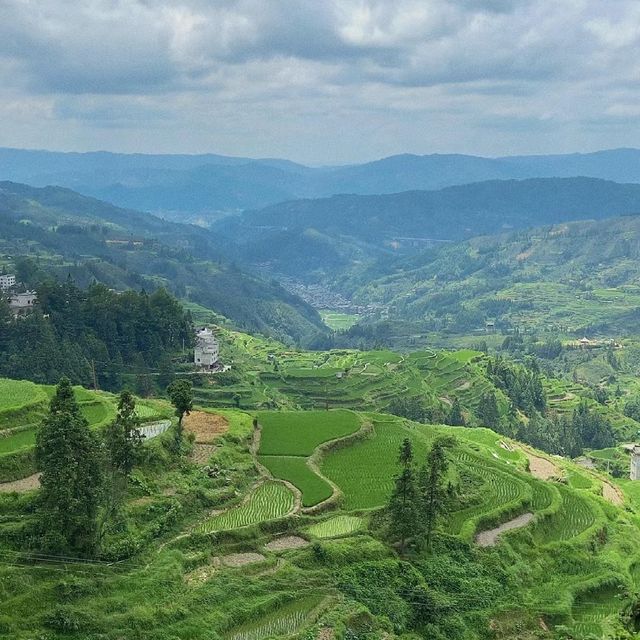 🌾🌄 洋嶺梯田～稻穗風光🏔️🌾🥾