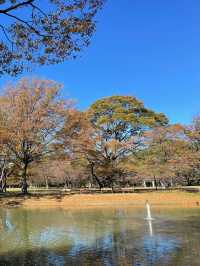 Embrace the autumn leaves in yoyogi park