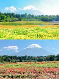 【絶景】まるで絵本の世界📖カラフルな秋の花々がかわいい虹の花まつり2023🌼