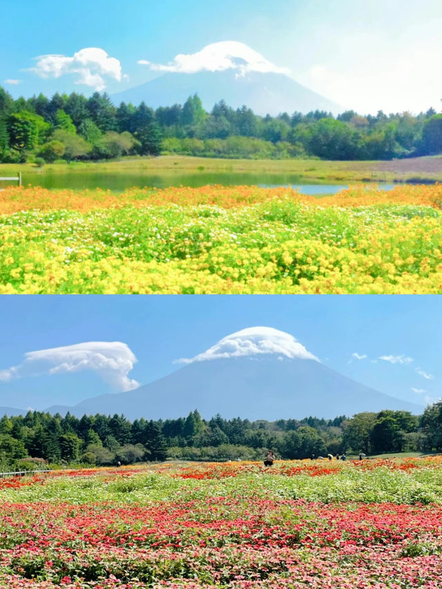 【絶景】まるで絵本の世界📖カラフルな秋の花々がかわいい虹の花まつり2023🌼