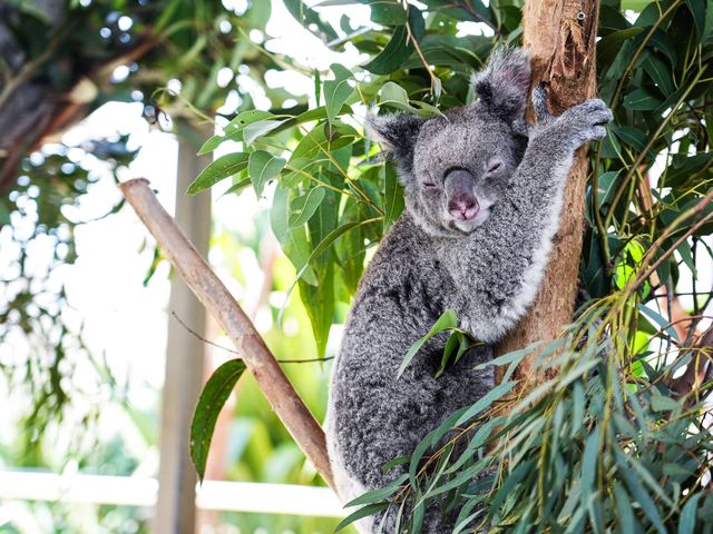 Best Indoor Wild Life Experience in Sydney 