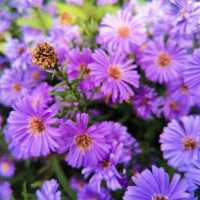 Beautiful Garden In Karlsruhe Zoo