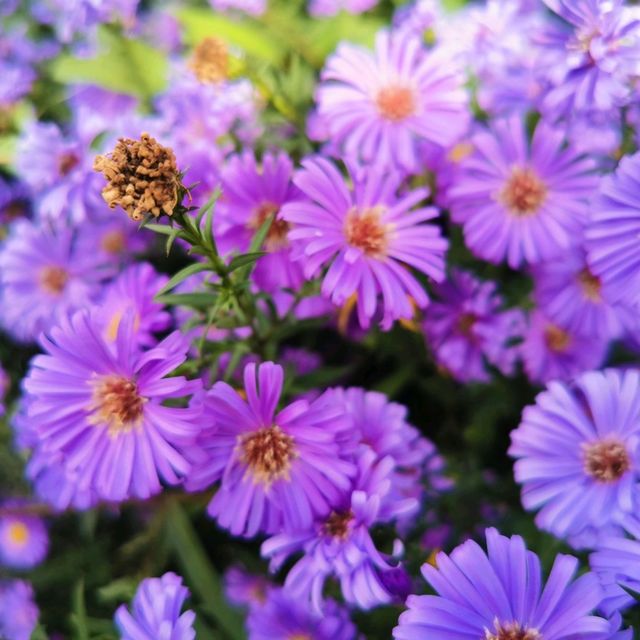 Beautiful Garden In Karlsruhe Zoo