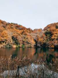 🇯🇵日本青森👣世界遺產 白神山地&十二湖 楓葉的顏色太美了😳