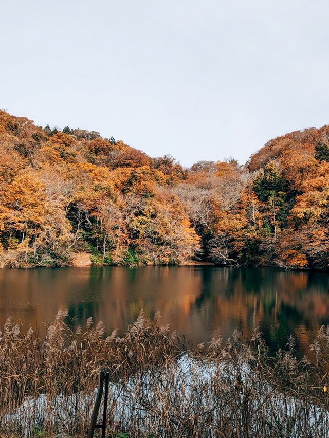 🇯🇵日本青森👣世界遺產 白神山地&十二湖 楓葉的顏色太美了😳