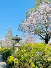 【長野】1生に1度お参りするだけで極楽往生が叶うと言われるパワースポット！善光寺🕊🐮