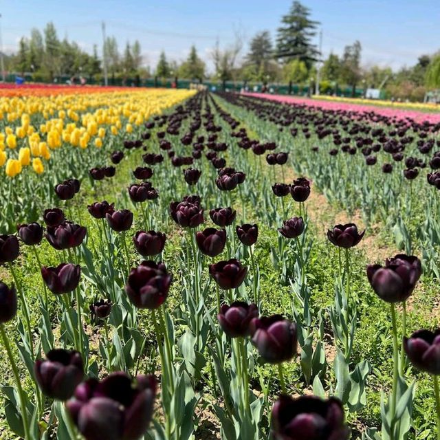 Tulip garden Srinagar