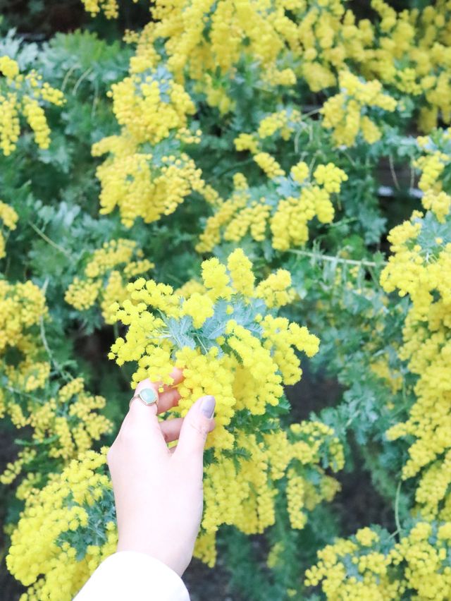 【東京】ミモザと桜のコラボがすごい！蔵前神社