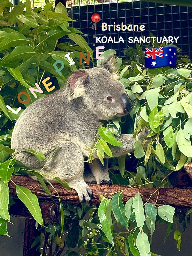 One day trip in ‘Brisbane’ 🇦🇺🐨