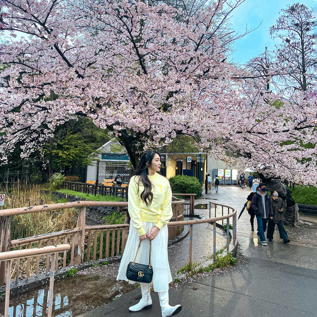 Sakura/Cherry Blossom Spots in Tokyo Japan