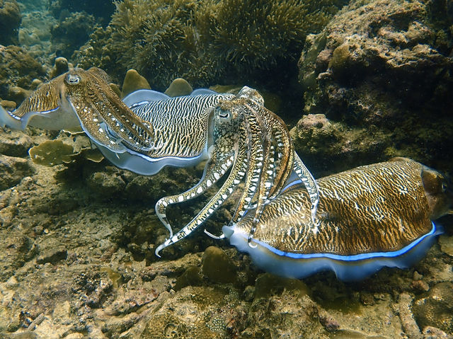 泰國布吉島潛水