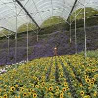 Stunning Flora Park
