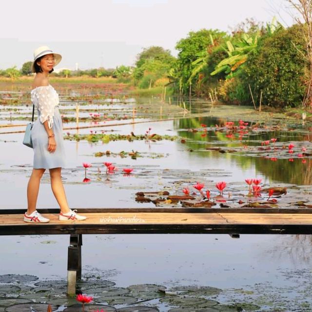 นั่งเรือชม ทุ่งบัวแดง ณ บางเลน นครปฐม