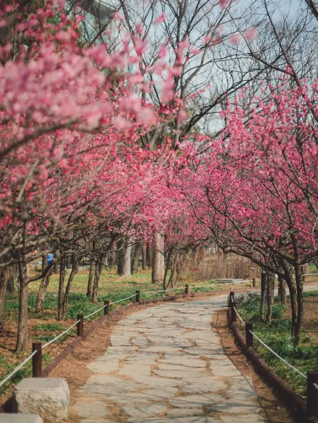 국가 채권 보상 운동 기념 공원🌸