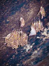 Bats Cave Temple