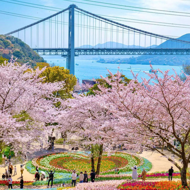 小月公園～櫻花花海