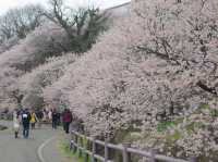 Harumeki Sakura ซากุระบานสวยที่ Kanagawa
