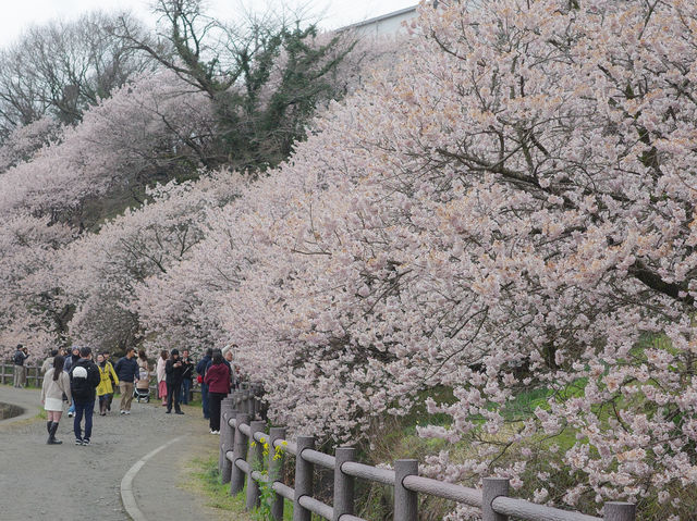 Harumeki Sakura ซากุระบานสวยที่ Kanagawa
