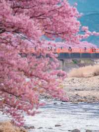 Kawazu Sakura Cherry blossom แห่งเมืองคะวะซุ🌸