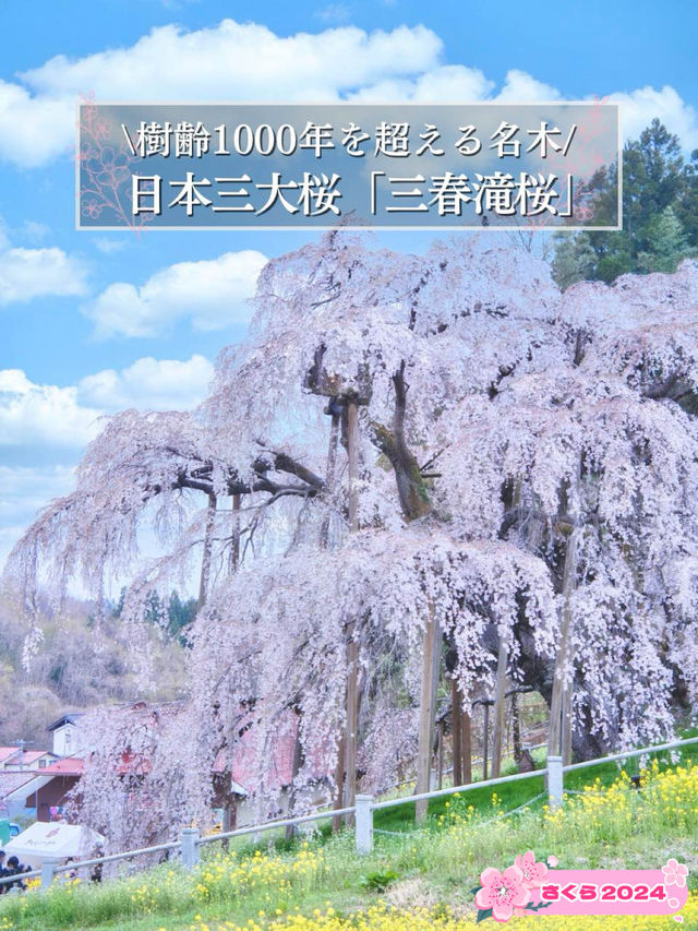 【福島・桜】薄紅色の小さな桜が無数に咲く天然記念物🌸※アクセス攻略付き