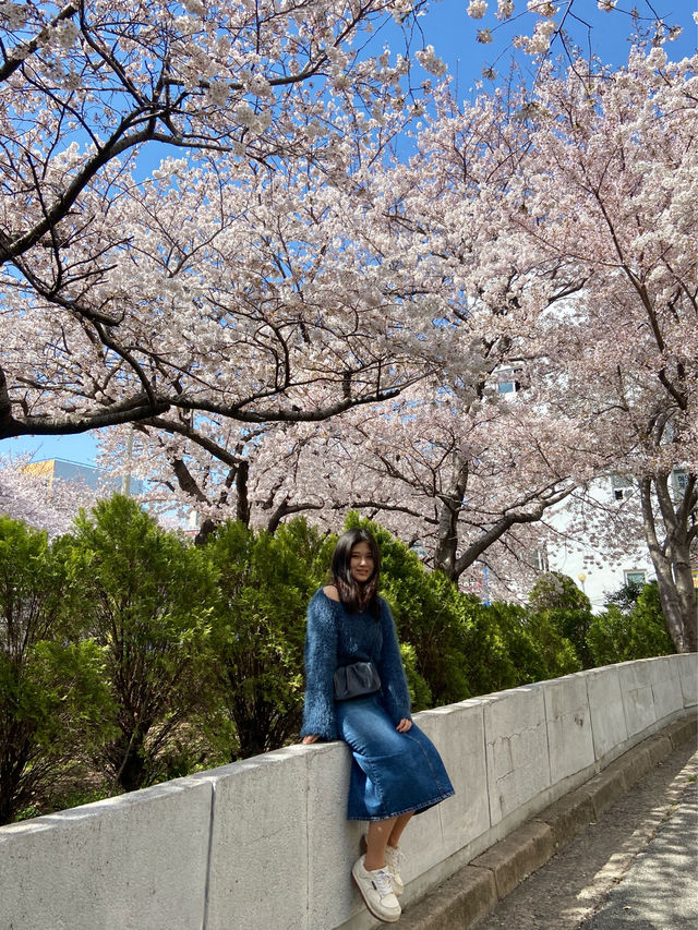부산 벚꽃명소