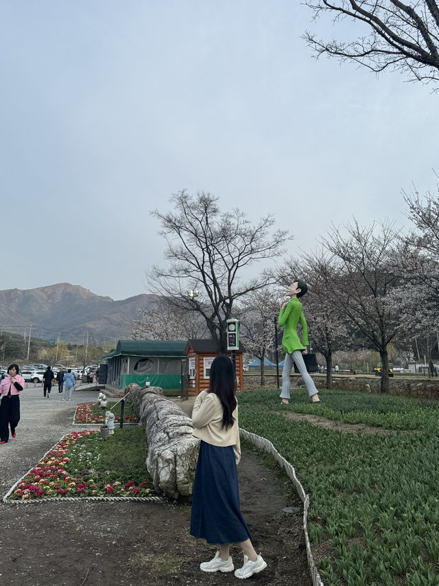 튤립과 벚꽃을 함께 볼 수 있는 대구 송해공원 