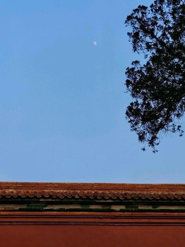 北京丨紅墻內的景色丨北京故宮博物院