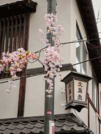 東京｜淺草寺櫻花美景 春日遊賞不可錯過🌸